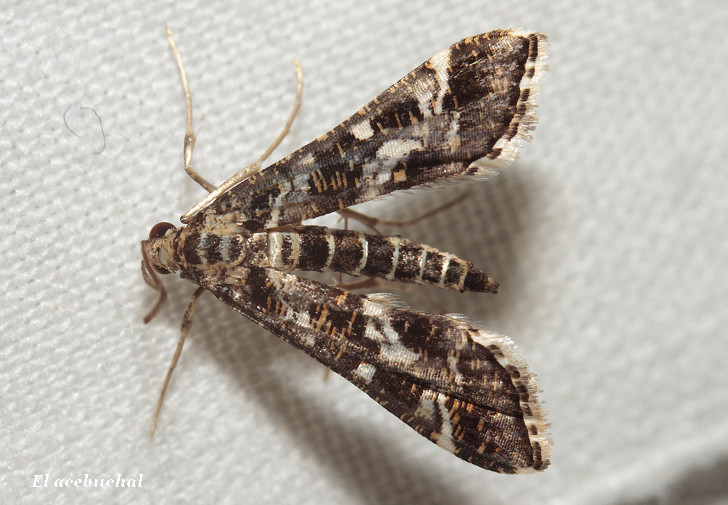 Crambidae identificare??